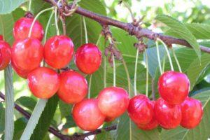 Opis odrody sladkej čerešne Bryanskaya Pink, výsadba, starostlivosť a opeľovanie