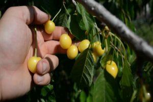 Beskrivning av körsbär av sorten Drogana Yellow, plantering, vård och pollinering
