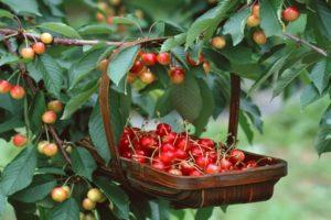 Descrizione della varietà di ciliegie Fatezh, cura e impollinazione, scelta del sito di impianto