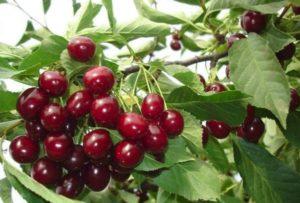 Description of the cherry variety Ovstuzhenka, cultivation and care, collection and storage of berries