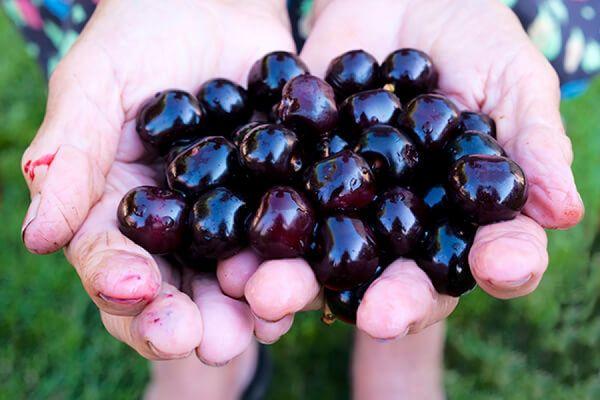Cherries in hands