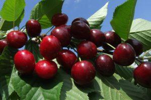Vyšnių veislės „Revna“ aprašymas ir apdulkintojai, auginimas ir priežiūra