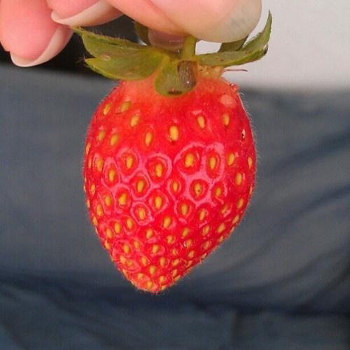 hinog na strawberry