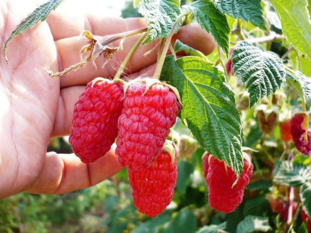 raspberry varieties higante