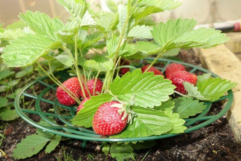 stehen für Erdbeeren