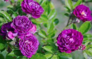 Popis odrůd fialové růže, výsadba, pěstování a péče