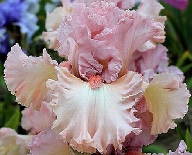 Iris rosats