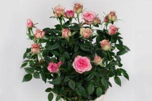 Beschrijving van de variëteit Cordana-rozen, planten en verzorgen, reproductie thuis