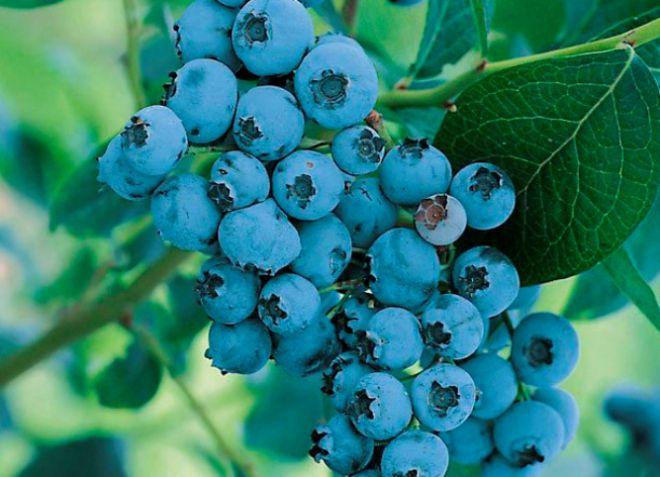 mga sariwang blueberry