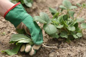 What herbicides to choose for treating strawberries from weeds