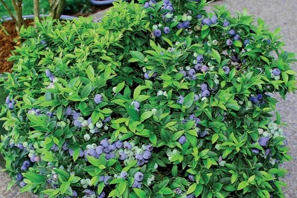 Popis a charakteristika borůvkové odrůdy Bluecrop, výsadba a péče