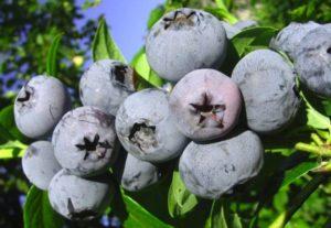 Beskrivelse af blåbærsorten Bonus, plantning, dyrkning og pleje