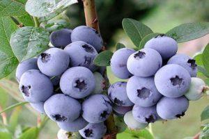 Beskrivning och egenskaper hos Duke blåbärsorten, plantering och skötsel