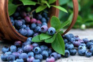 Beskrivelse af patriot-blåbærsorten, plantning, dyrkning og pleje