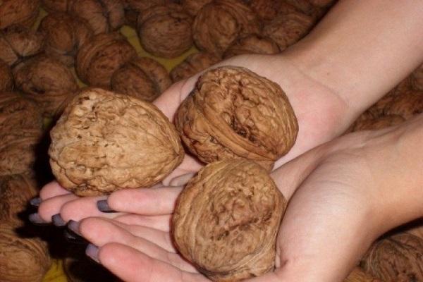 walnut giant