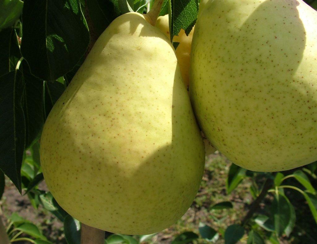Domestic pear