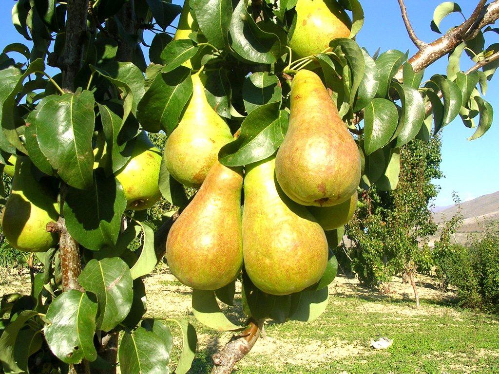 pear Miracle
