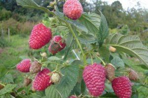 Description and characteristics of the Gusar raspberry variety, yield, cultivation and care