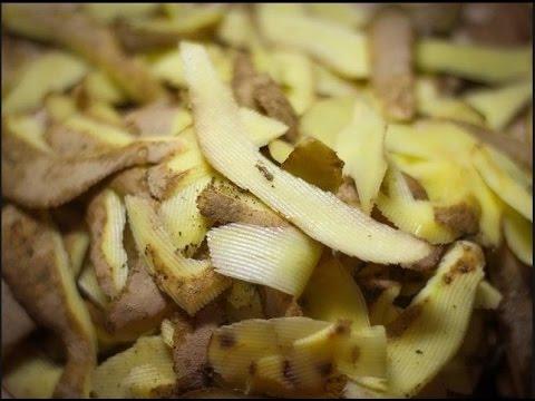 serbentų bulvių žievelės