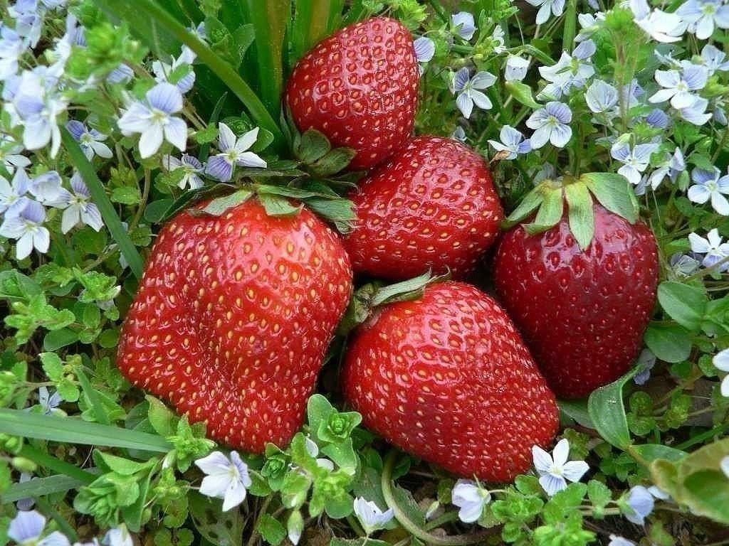 jordbær asien