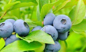 Tip til beboere om sommeren, hvordan man korrekt formerer haven blåbær derhjemme
