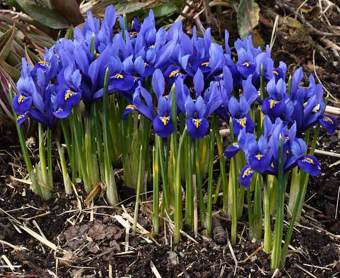 irises Iridodictium