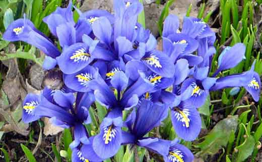 Bulbous irises