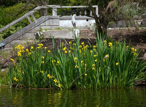 Mga irises sa swamp