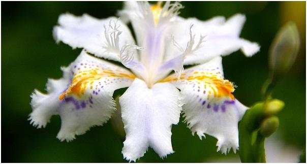 Mga irises ng Hapon