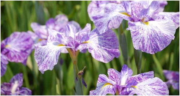Irisii japonezi