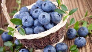 Hvordan man bedst holder blåbær frisk til vinteren derhjemme