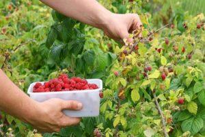 Jak i kiedy zbierać maliny, szybkie sposoby i czy myć jagody
