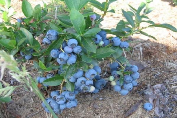 garden blueberry
