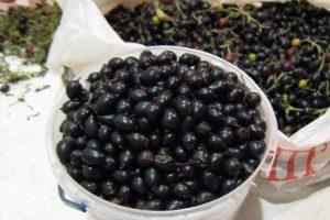 How to keep fresh black and red currants
