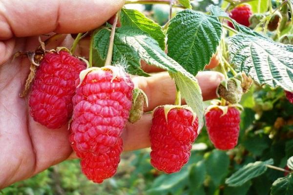 berries in hand