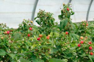 Sådan ordnes pleje af remontant hindbær til en god høst