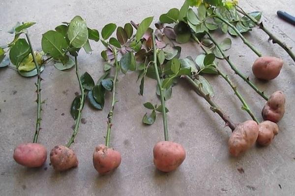 roos in aardappelen