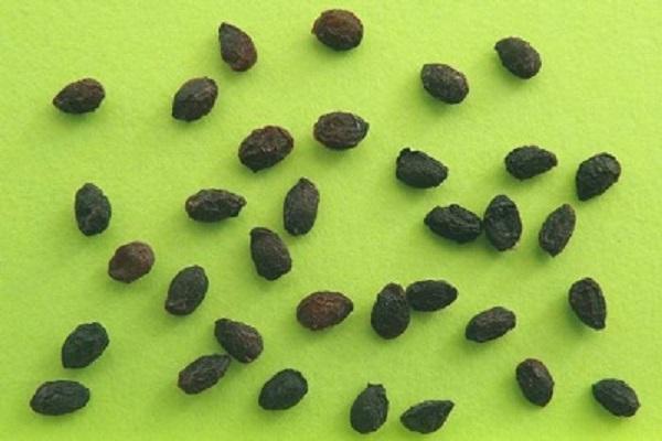 collected seeds