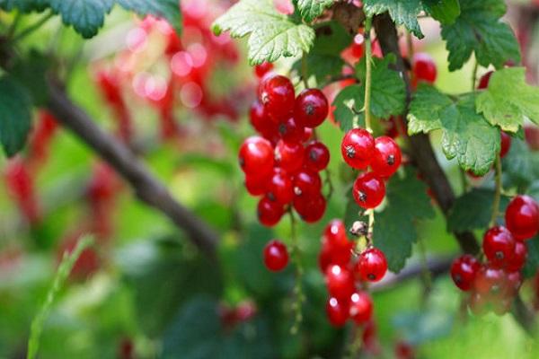 Red Ribes