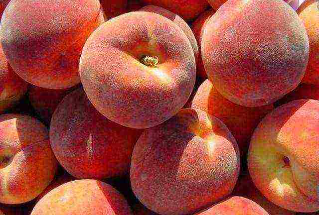 kypsät persikat