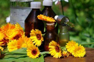 Medicinske egenskaber og kontraindikationer af calendula, brug i traditionel medicin