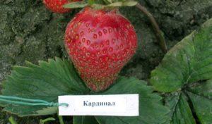 Beskrivelse og karakteristika for kardinal jordbærsorten, plantning og pleje