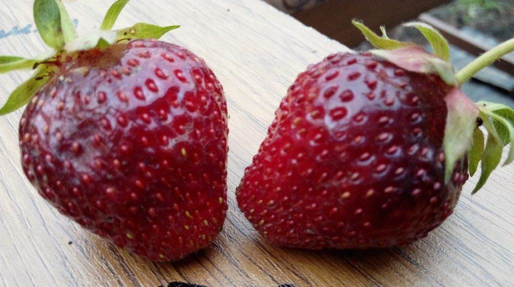 borovitskaya aux fraises