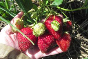 Beschreibung und Eigenschaften von Bereginya-Erdbeeren, Pflanzen und Pflege