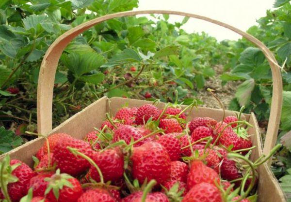 Basket na may mga strawberry
