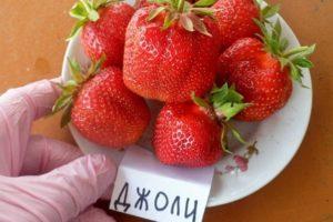 Popis a vlastnosti jahodové odrůdy Jolie, pěstování a reprodukce