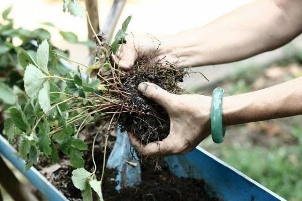 Mô tả và đặc điểm của giống dâu tây Hoa cúc tết, trồng trọt và sinh sản