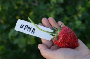 Opis i charakterystyka odmiany truskawki Irma, uprawa i rozmnażanie