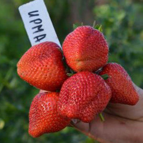 strawberry irma