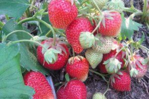 Description et caractéristiques de la variété de fraises Carmen, culture et entretien